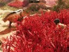 GreedFall: The Dying World Screenshot 2