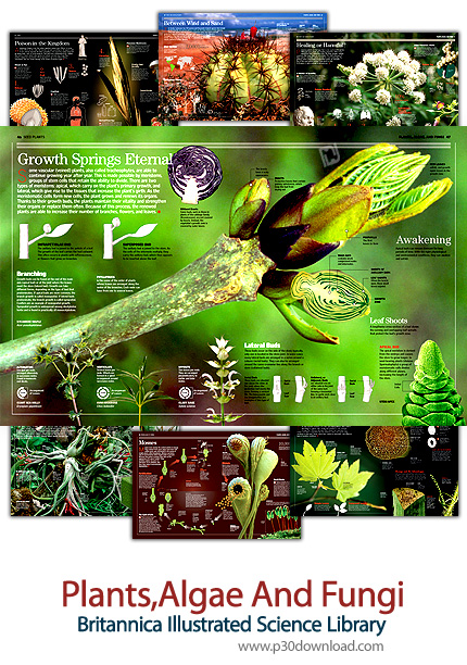دانلود کتاب دایرة المعارف مصور بریتانیکا: گیاهان، جلبک و قارچ ها