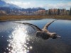 theHunter: Call of the Wild - Duck and Cover Screenshot 1