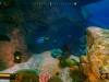 Deep Diving Simulator Screenshot 3