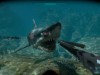 Shark Attack Deathmatch 2 Screenshot 3