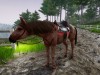 Horse Riding Deluxe 2 Screenshot 1