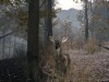Pro Deer Hunting 2 Screenshot 2