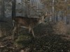 Pro Deer Hunting 2 Screenshot 4