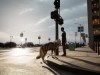 WOLF IN THE CITY Screenshot 2