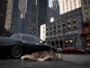 WOLF IN THE CITY Screenshot 3