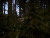 Sons Of The Forest Screenshot 2