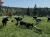 WolfQuest: Anniversary Edition Screenshot 4