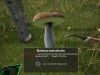 Mushroom Hunter World Screenshot 2