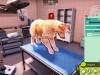 Animal Shelter 2 Screenshot 4