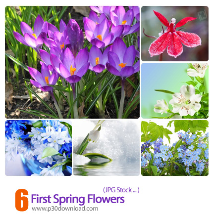دانلود تصاویر گل های بهاری - First Spring Flowers  