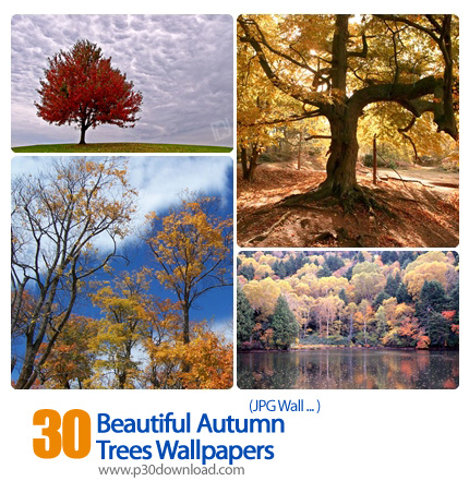 دانلود والپیپر های زیبا از درختان پاییزی - Beautiful Autumn Trees Wallpapers