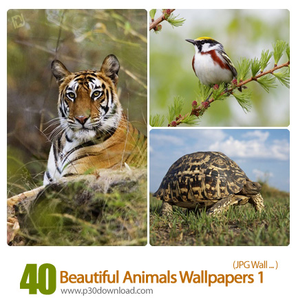 دانلود والپیپر زیبا ازحیوانات - Beautiful Animals Wallpapers 01