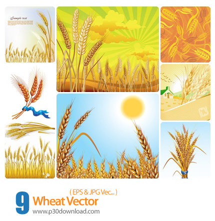 دانلود وکتور گندم - Wheat Vector  