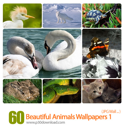 دانلود والپیپر حیوانات - Animals WideScreen Wallpapers