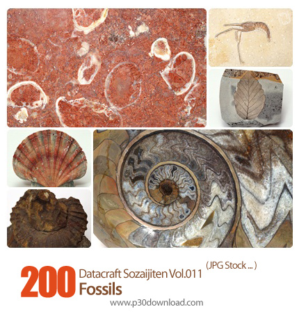 دانلود مجموعه عکس های فسیل - Datacraft Sozaijiten Vol.011 Fossils
