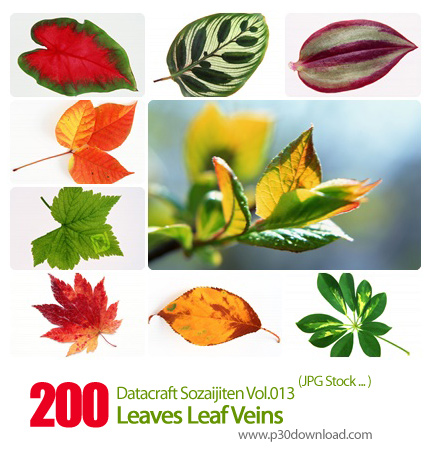 دانلود مجموعه عکس های برگ و رگ برگ - Datacraft Sozaijiten Vol.013 Leaves Leaf Veins