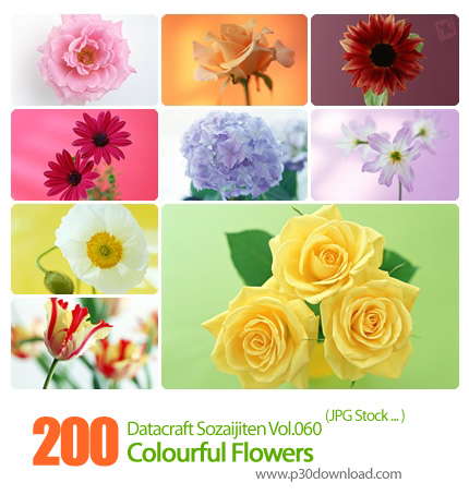 دانلود مجموعه عکس های گل های رنگارنگ - Datacraft Sozaijiten Vol.060 Colourful Flowers