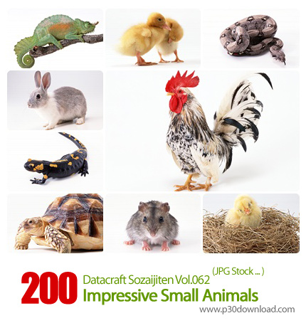 دانلود مجموعه عکس های حیوانات - Datacraft Sozaijiten Vol.062 Impressive Small Animals