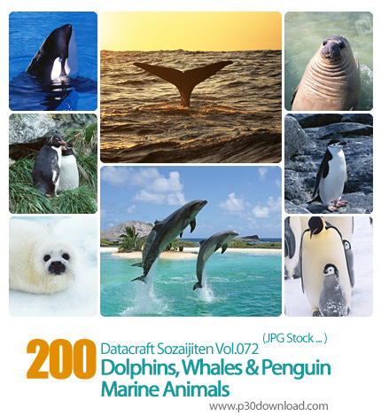 دانلود مجموعه عکس های حیوانات دریایی، دلفین ها، نهنگ، پنگوئن - Datacraft Sozaijiten Vol.072 Dolphins