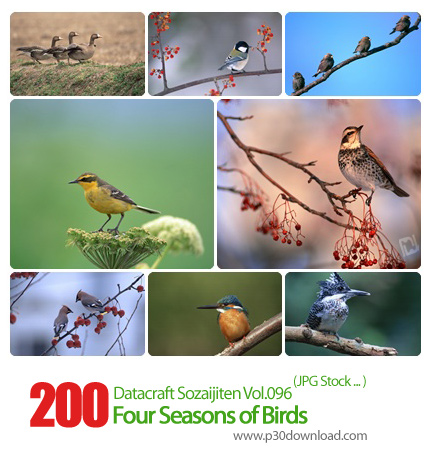 دانلود مجموعه عکس های پرندگان چهار فصل - Datacraft Sozaijiten Vol.096 Four Seasons of Birds