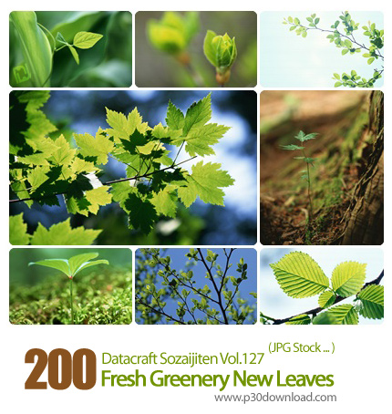 دانلود مجموعه عکس های برگ سبز تازه - Datacraft Sozaijiten Vol.127 Fresh Greenery New Leaves