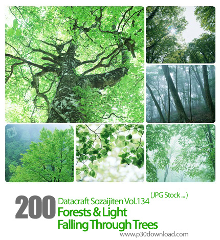 دانلود مجموعه عکس های جنگل و تابش نور از میان درختان - Datacraft Sozaijiten Vol.134 Forests & Light 