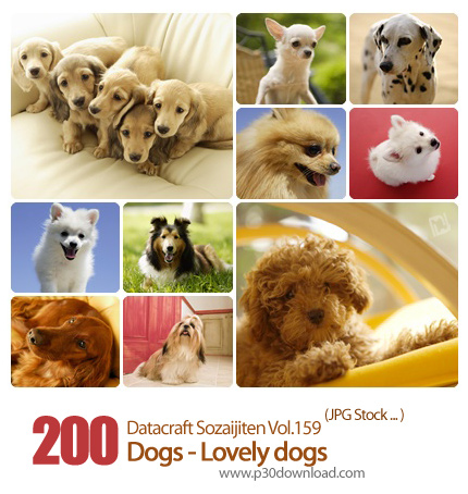 دانلود مجموعه عکس های سگ های دوست داشتنی - Datacraft Sozaijiten Vol.159 Dogs - Lovely dogs