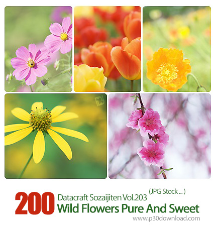 دانلود مجموعه عکس های گل های وحشی، بهاری، زیبا - Datacraft Sozaijiten Vol.203 Wild Flowers Pure And 