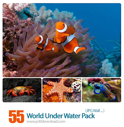 دانلود والپیپر های موجودات دریایی - World Under Water Wallpapers Pack