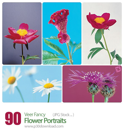 دانلود مجموعه تصاویر با کیفیت گل های متنوع - Veer Fancy Flower Portraits