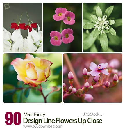 دانلود مجموعه تصاویر با کیفیت گل های متنوع - Veer Fancy Design Line Flowers Up Close