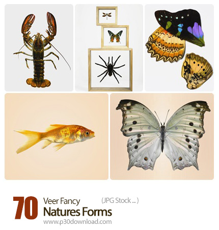 دانلود مجموعه تصاویر با کیفیت عناصر متنوع طبیعت - Veer Fancy Natures Forms