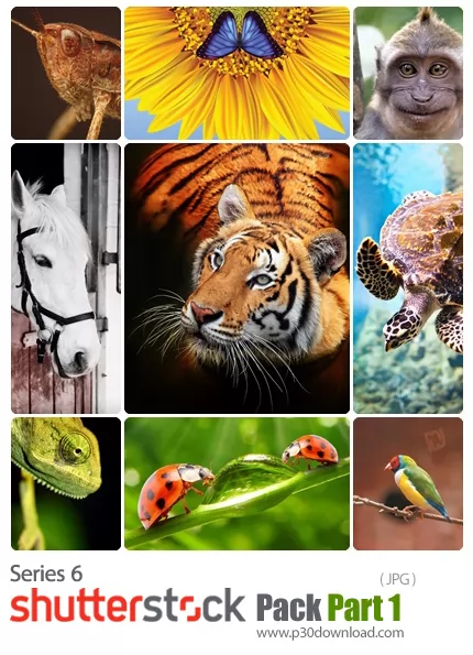 دانلود Shutterstock Pack 06: Part 1 - مجموعه عظیم تصاویر شاتر استوک - سری ششم - بخش اول: حیوانات