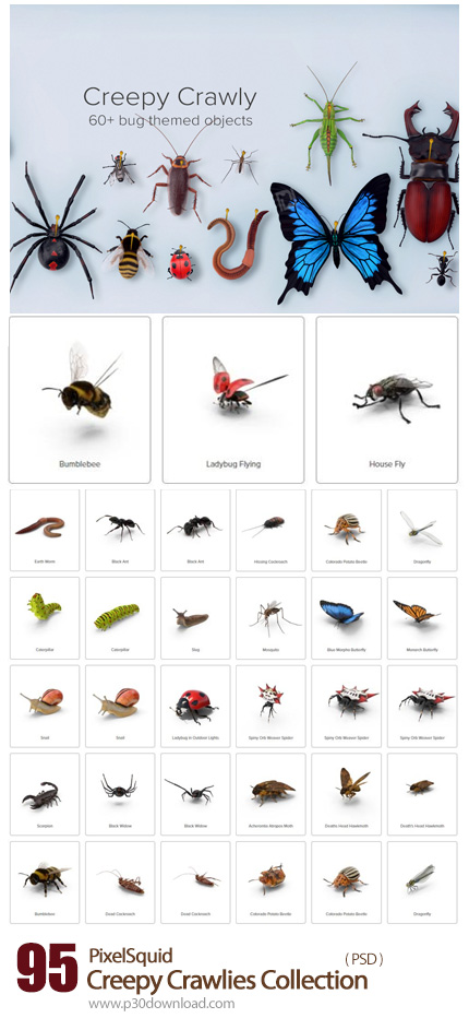 دانلود PixelSquid Creepy Crawlies Collection - مجموعه تصاویر لایه باز حشرات متنوع، پروانه، پشه، مگس،