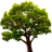 Lake Tree 3D Screensaver icon