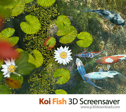 دانلود Koi Fish 3D Screensaver v2.0 Build 6 - اسکرین سیور حرکت ماهی های رنگارنگ کوی
