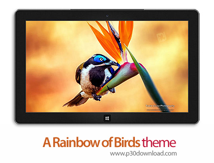 دانلود A Rainbow of Birds theme -  پوسته رنگین کمانی از پرندگان برای ویندوز 8 و ویندوز 7