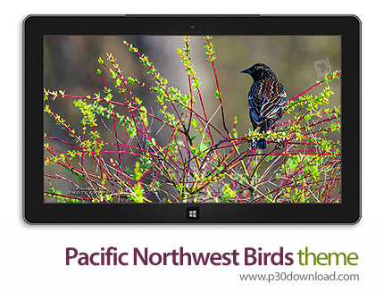 دانلود Pacific Northwest Birds theme - پوسته پرندگان اقیانوس آرام برای ویندوز 8 و ویندوز 7
