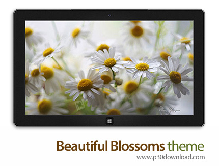 دانلود Beautiful Blossoms theme - پوسته شکوفه های زیبا برای ویندوز 8 و ویندوز 7