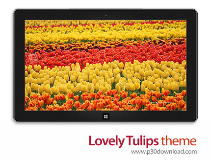 دانلود Lovely Tulips theme - پوسته لاله های دوست داشتنی برای ویندوز 8 و ویندوز 7