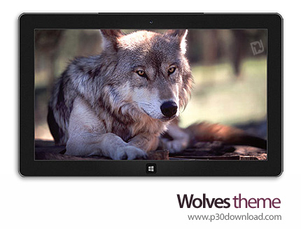 دانلود Wolves theme - پوسته گرگ ها برای ویندوز 8 و ویندوز 7