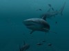Sharks 3D Screensaver and Animated Wallpaper Screenshot 2