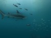 Sharks 3D Screensaver and Animated Wallpaper Screenshot 3