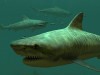 Tiger Sharks 3D Screensaver and Wallpaper Screenshot 3