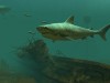 Tiger Sharks 3D Screensaver and Wallpaper Screenshot 1