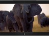 African Wildlife theme Screenshot 2