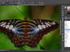Lynda Eight Things Everyone Should Know about Photoshop Screenshot 1
