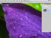 CreativeLive How to Create an Animated GIF in Photoshop Screenshot 4