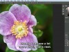 Lynda Editing Macro Flower Photographs Screenshot 1